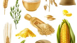 Colored and realistic cereals icon set with wheat rice barley oat corn vector illustration
